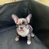 8 week old Frenchie puppies