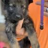 German Shepherd Puppies 