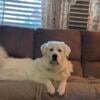 Great Pyrenees puppies need forever homes