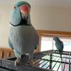 Lovely Ringneck pair