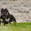 Rehoming my American bully