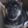 German Shepherd Puppy