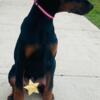 European Doberman puppies world champion bloodline