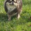 Stud Service- AKC / CKC 
