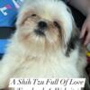 KEVIN AKA MARSHMALLOW SHIH TZU PUPPY SUPER SWEET