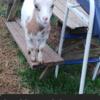 Nigerian/Mini Lamancha Goats