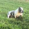 American Bully - Ticked Blue Merle (Female)