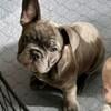 AKC French Bulldog in NC