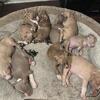 7 weeks old 5 males 4 girls