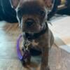 AKC Female French Bulldog puppy 16 weeks old Blue brindle with blue eyes