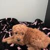 F1B Goldendoodle pup