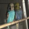 English Budgies