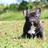 French Bulldog Stud Champion Sired