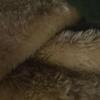 Iso older Holland lop