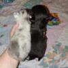 Two chihuahua puppies for sale one Merle one black and tan