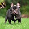 French Bulldog For stud (AKC)