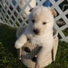 Chow Chow White Female Puppy