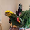 Young 7 year old friendly and tame magna double yellow head amazon parrot