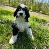 Tank the Bernedoodle puppy!