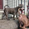 6 month old American bully standard xl female