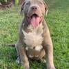 Lilac XL Bully Male abkc paperwork