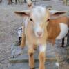 Pygmy/Nigerian buck goat