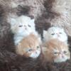 CFA registered gorgeous persian kittens