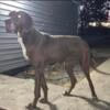 Great Dane puppies ( male and female)