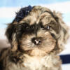 Mini Cavapoo Smarty Male