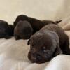 Beautiful AKC Chocolate Females Puppies!