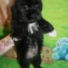 Shorkie puppies ready for homes