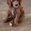 AKC Red Standard Poodle Puppies