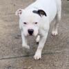 Registered American Bully- rehoming