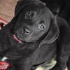 AKC Black Female Labrador