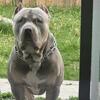 SUPER STUD