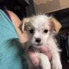 Corgi/Shih Tzu  mix puppies