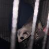 Rehoming sugar glider