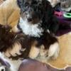 Bernedoodle/poodle mix puppies