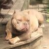 2yr female American Bully ( Can come with UKC & ABR)