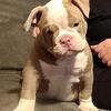 Male pup