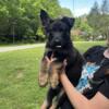 German Shepherd Puppies