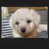 Bichon Frise Females and male