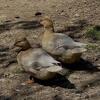 Call ducks
