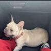 Platnium mini size french bulldog female adult