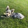 Yorkshire terrier/ Biewer terriers(Parti Yorkshire terrier)