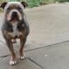 Female American Bully