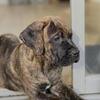 ICCF Italian Mastiff. Male