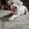 Dogo argentino puppies for rehoming