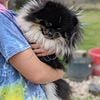 AKC Pomeranian Available for Stud