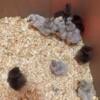 Silkie Chicks For Sale